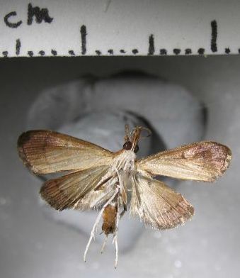 Crambidae Hydrorybina polusalis