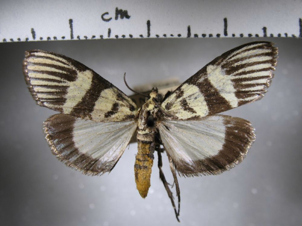 Crambidae Heortia vitessoides