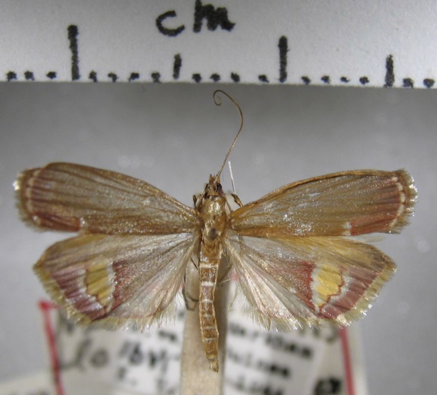 Crambidae Neogenesis flaviplagialis