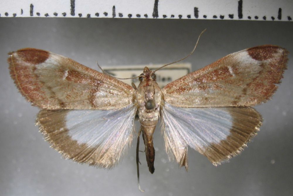 Crambidae Cliniodes malleri