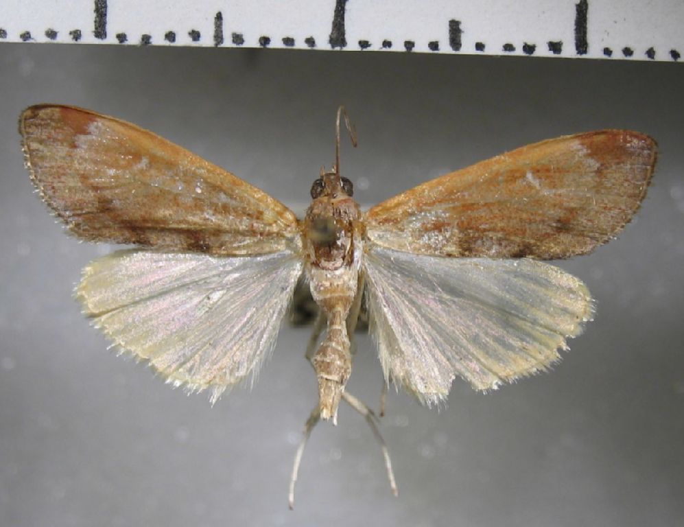 Crambidae Cliniodes paranalis