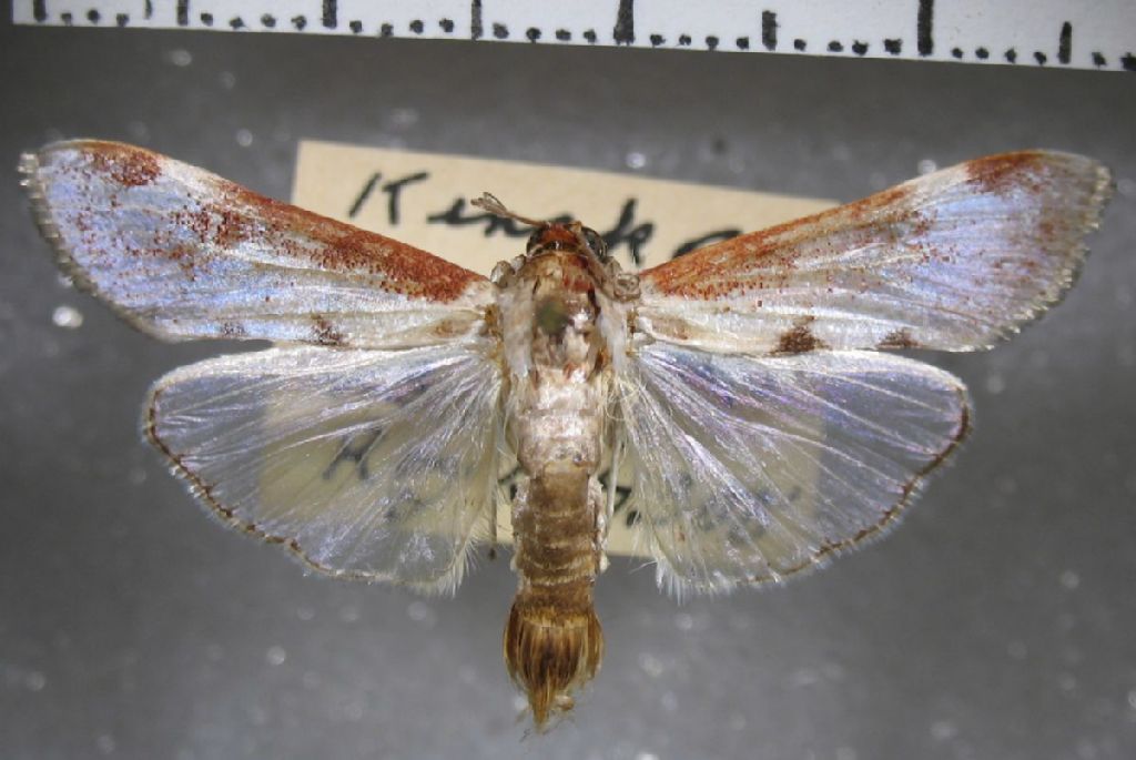 Crambidae Cliniodes nacrealis