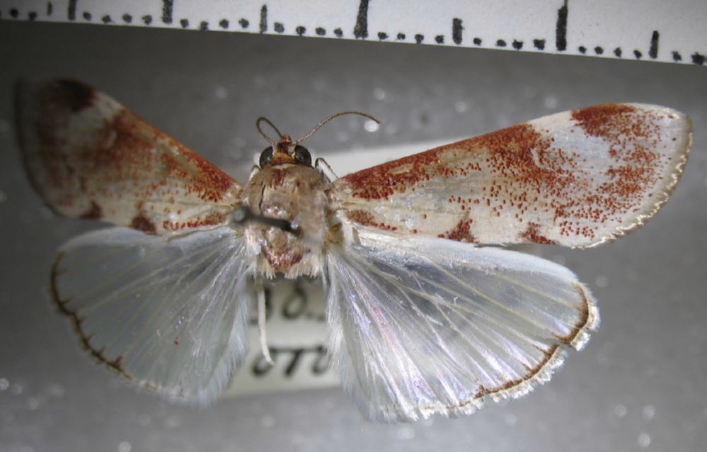 Crambidae Cliniodes nacrealis