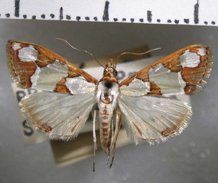 Crambidae Argyrarcha margarita