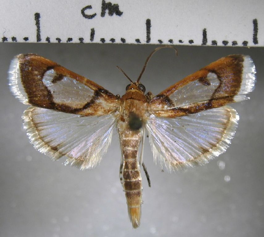 Crambidae Cliniodes paradisalis