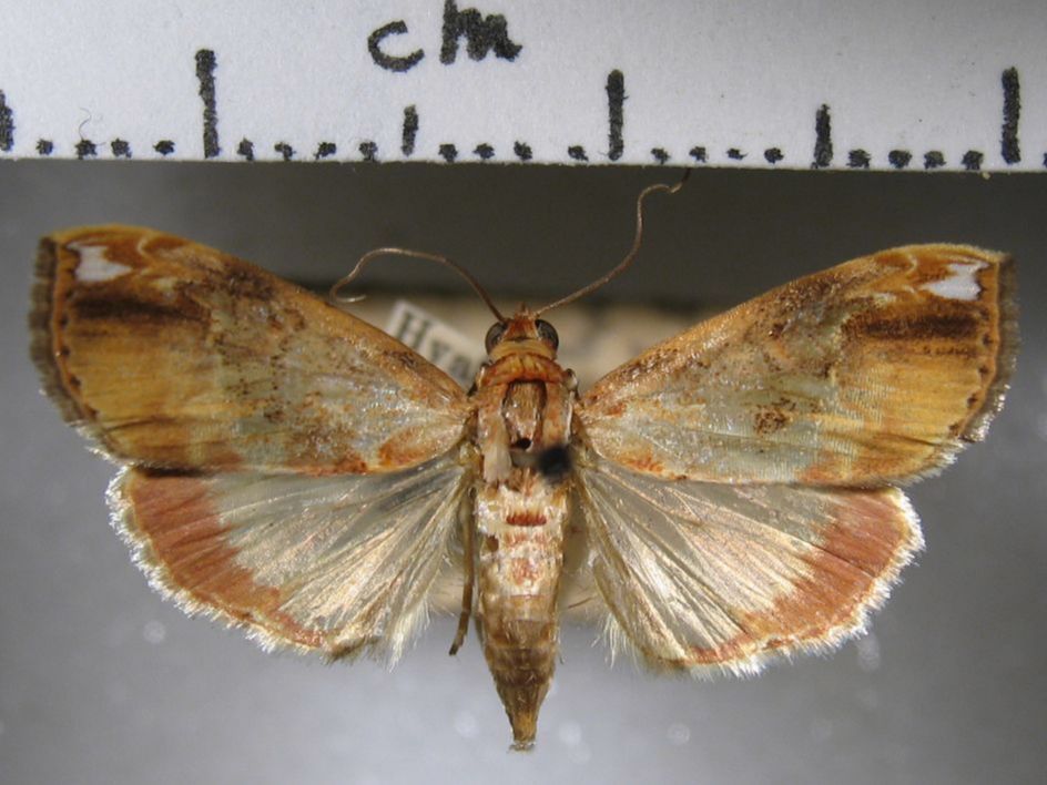 Crambidae Mecynarcha apicalis