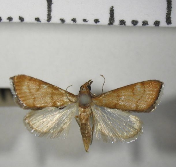 Crambidae Dicepolia rufitinctalis