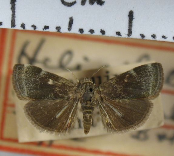 Crambidae Heliothelopsis unicoloralis