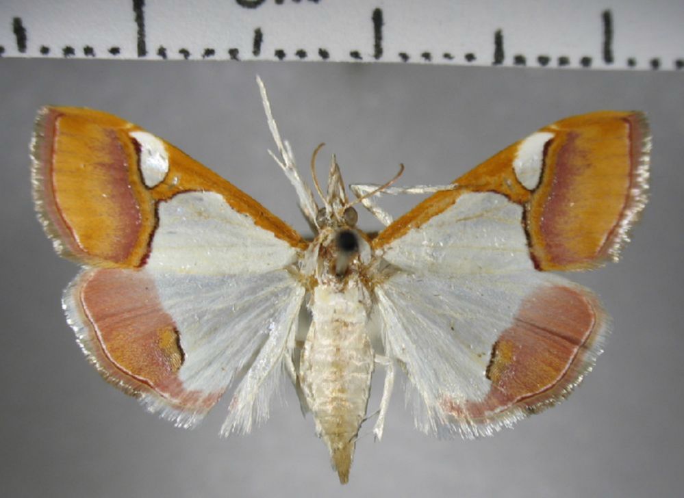 Crambidae Viettessa sp.