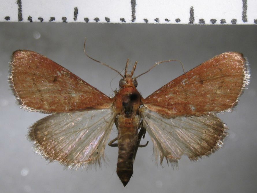 Crambidae Dicepolia sp.