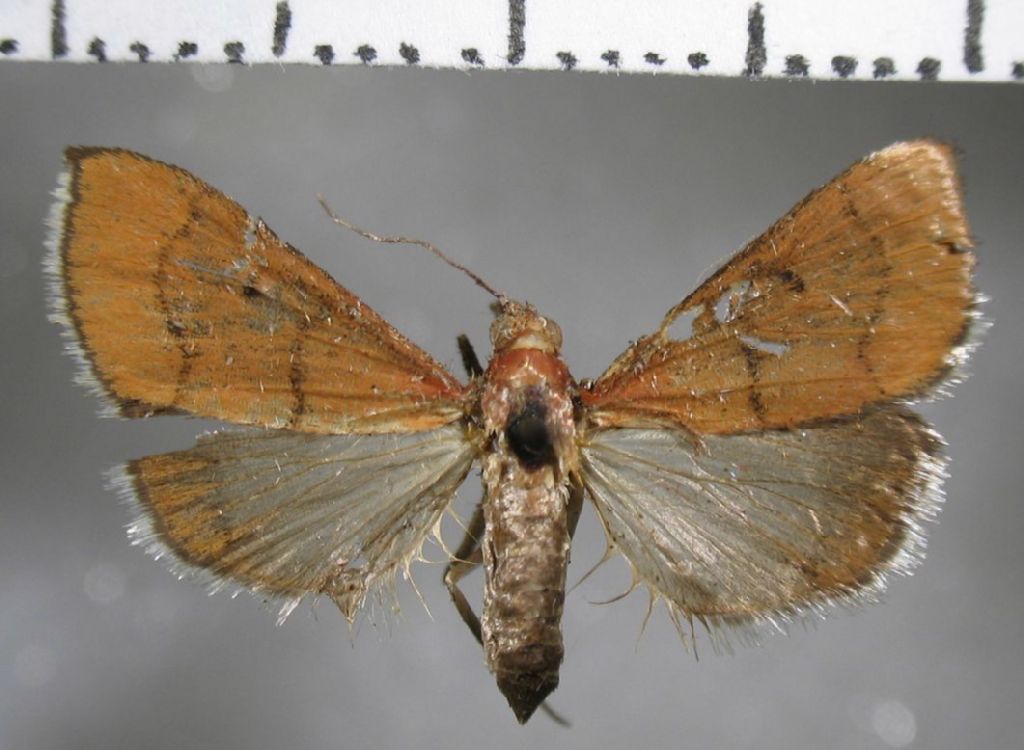 Crambidae Dicepolia sp.