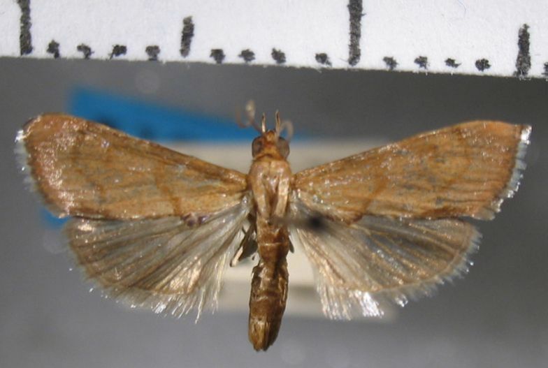 Crambidae Dicepolia rufitinctalis