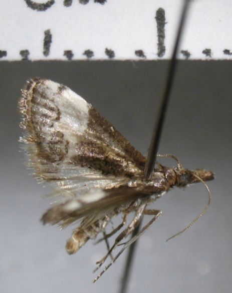 Crambidae Noorda cf. albiplaga