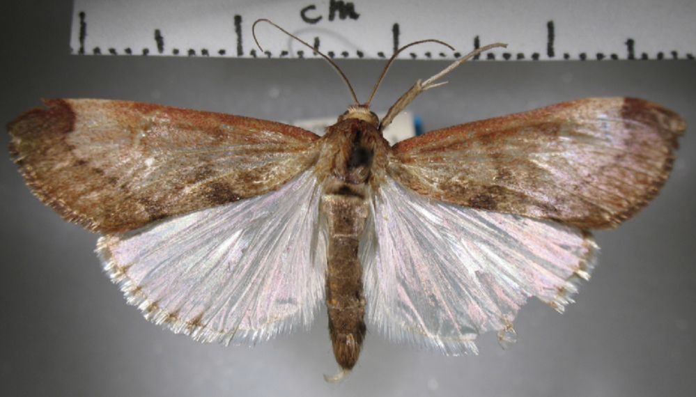 Crambidae Cliniodes latipennis