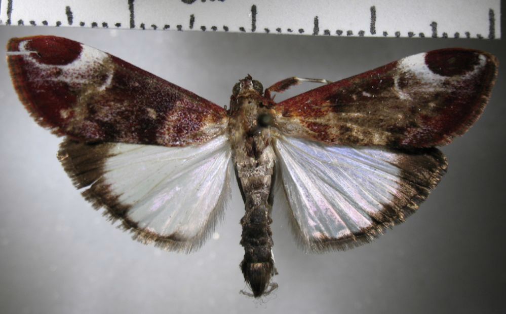 Crambidae Cliniodes sp.