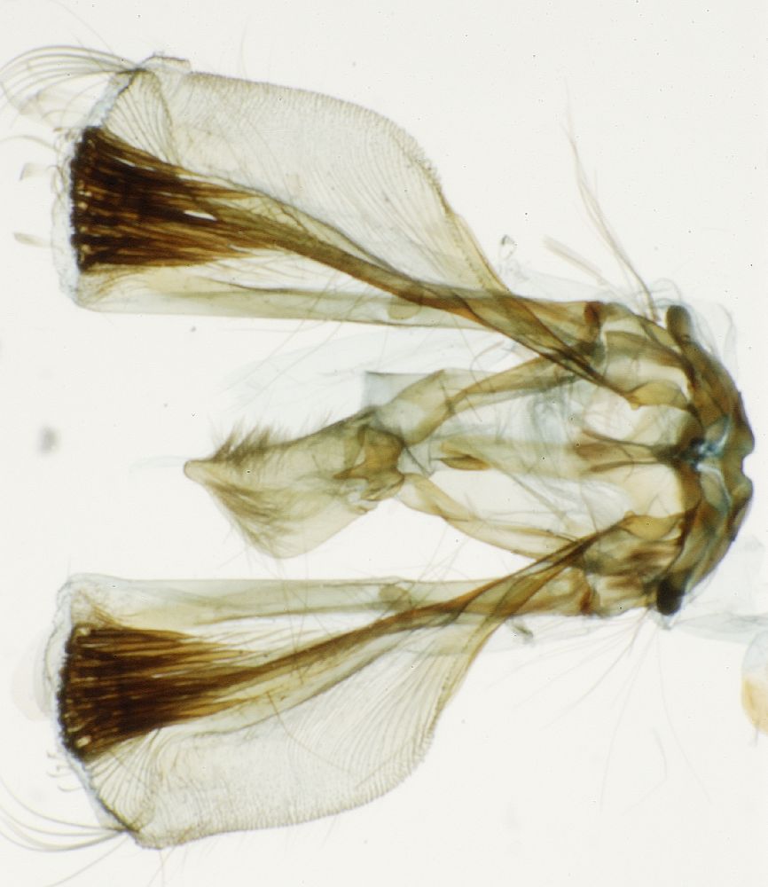 Crambidae Cliniodes saburralis