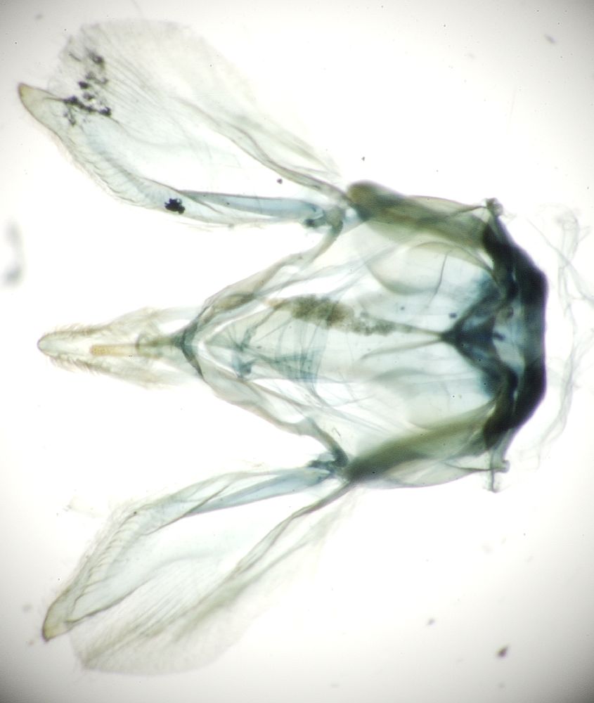 Crambidae Dicepolia sp.