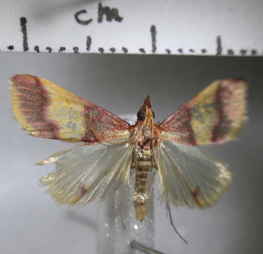 Crambidae Trigonoorda cf. rhodea