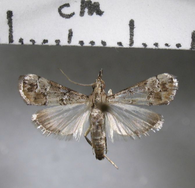 Crambidae Noorda sp.