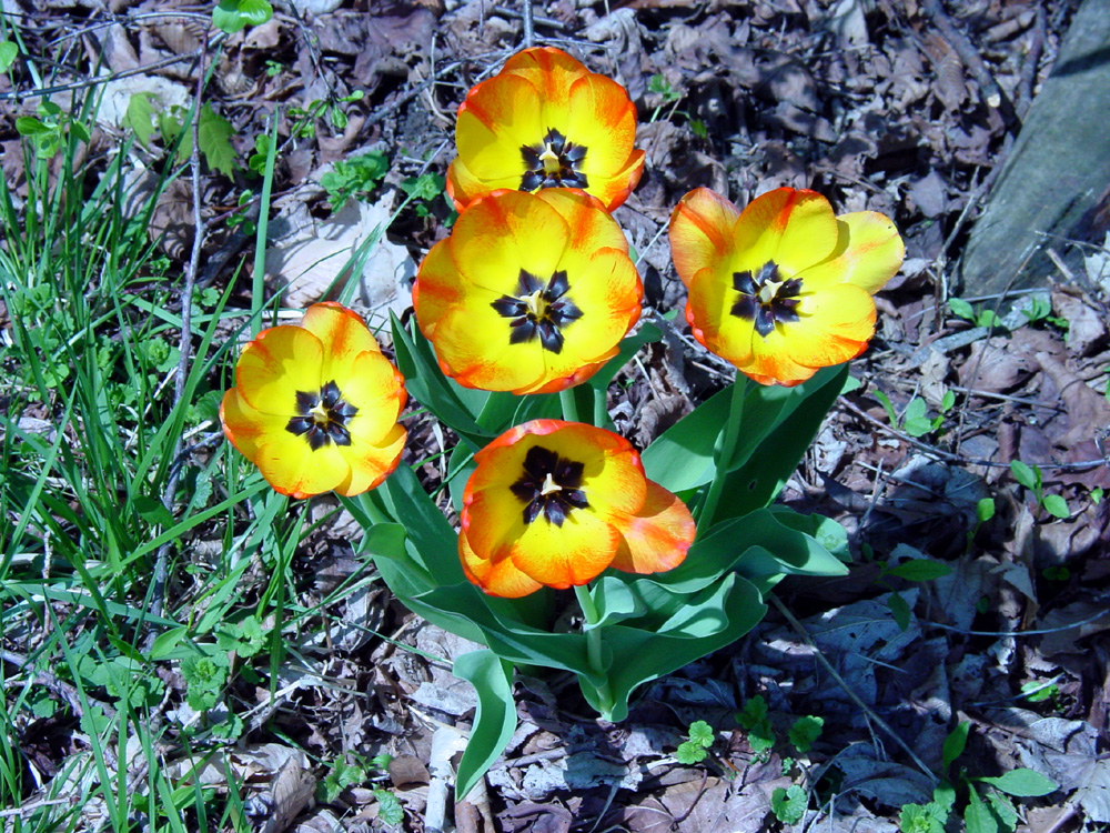 Liliaceae Tulipa gesneriana