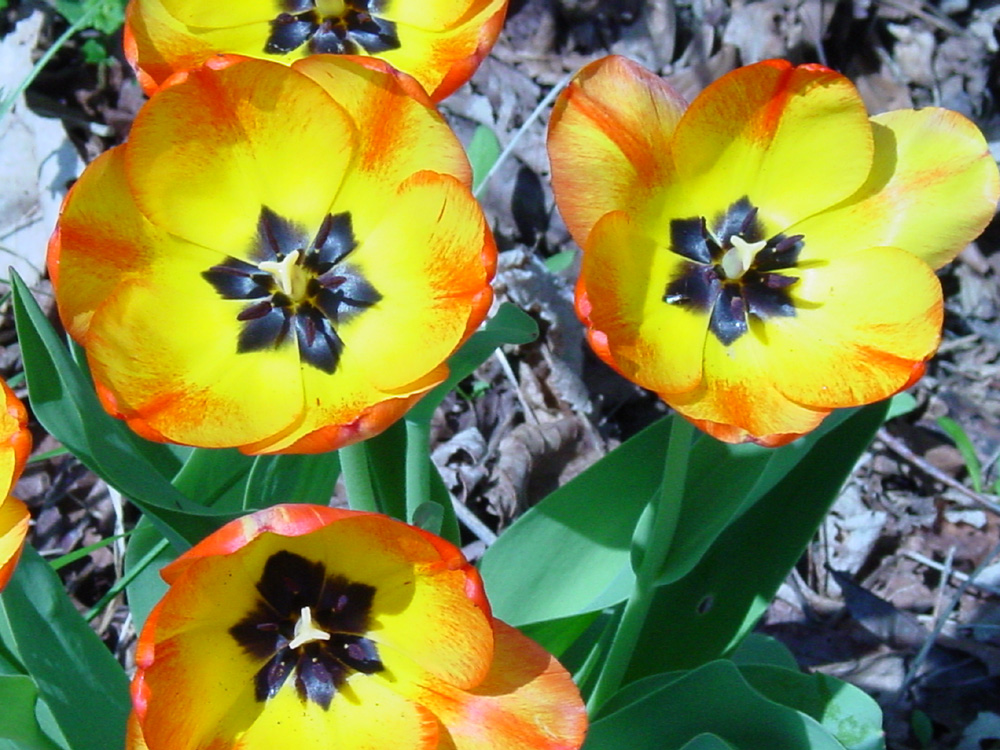 Liliaceae Tulipa gesneriana