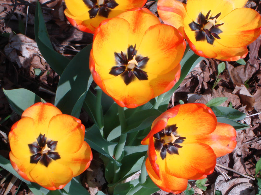 Liliaceae Tulipa gesneriana