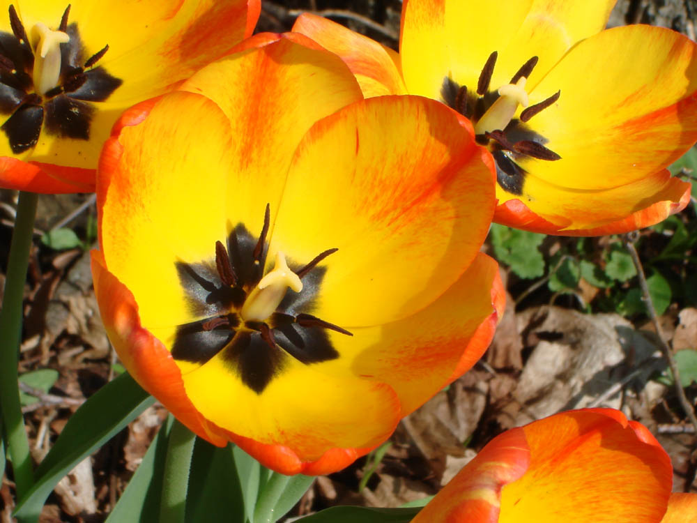 Liliaceae Tulipa gesneriana