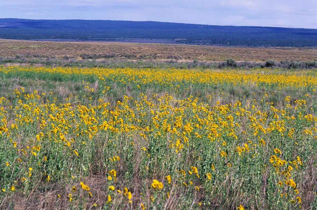 Asteraceae Verbesina encelioides