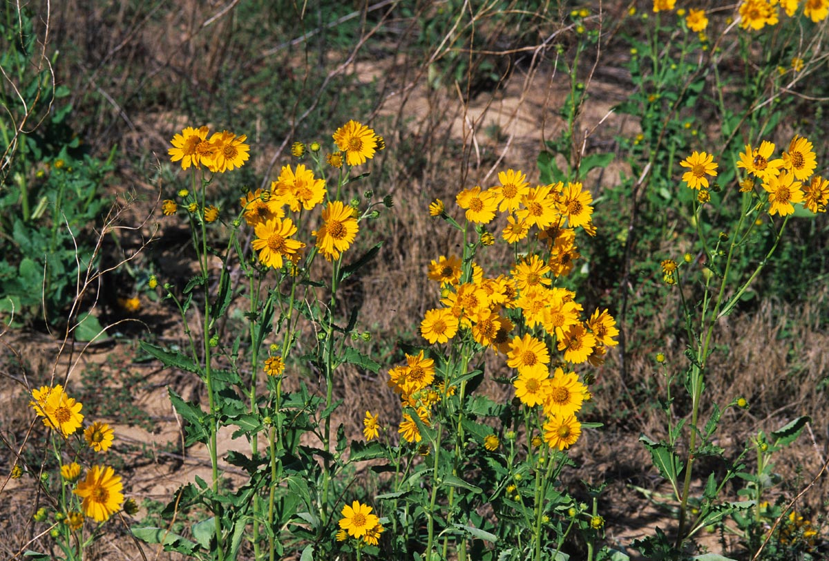 Asteraceae Verbesina encelioides