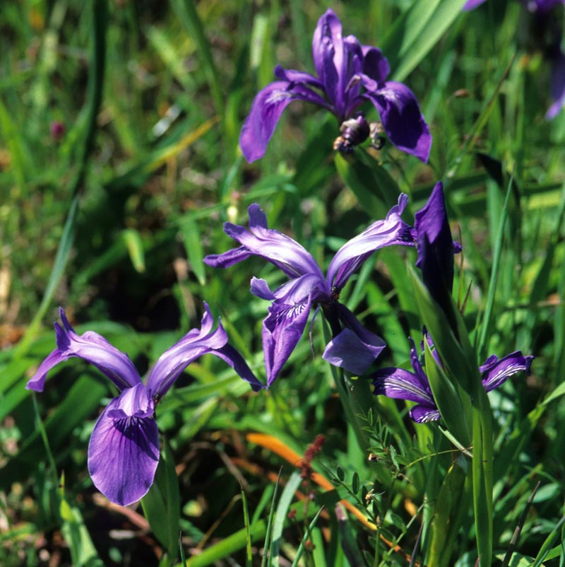 Iridaceae Iris reticulata