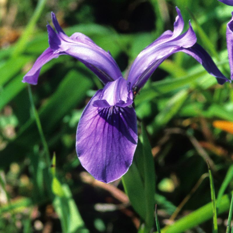 Iridaceae Iris reticulata