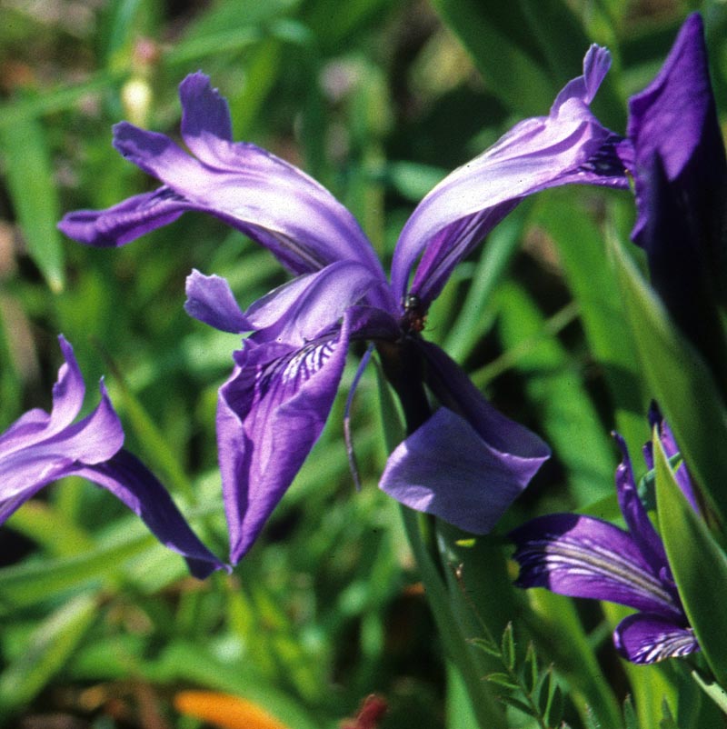 Iridaceae Iris reticulata