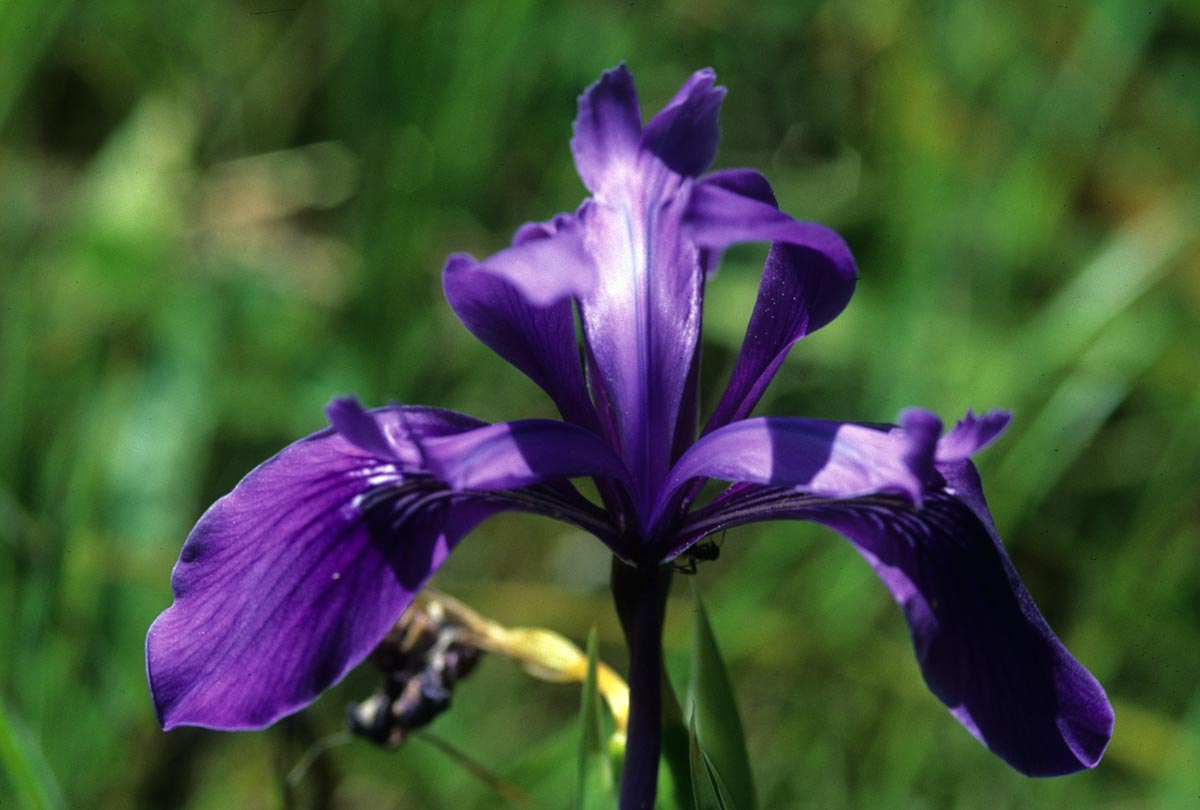 Iridaceae Iris reticulata