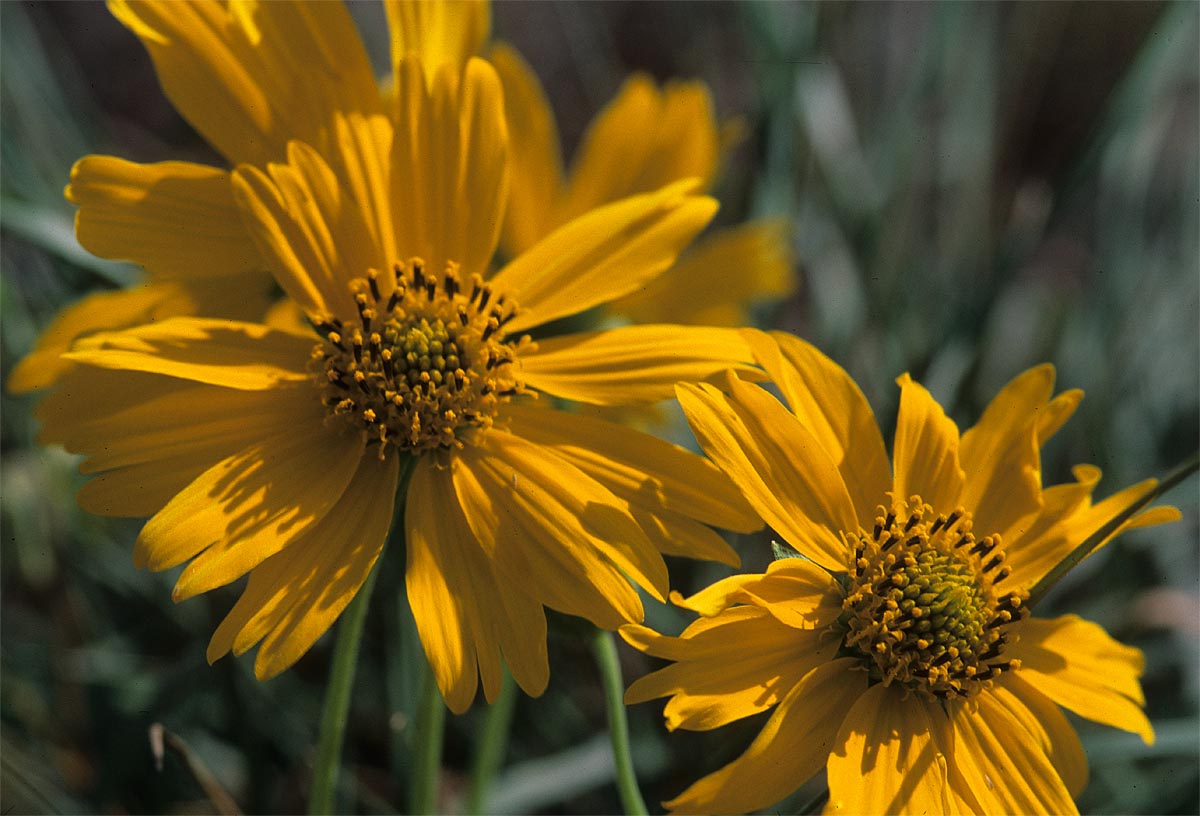 Asteraceae Verbesina encelioides