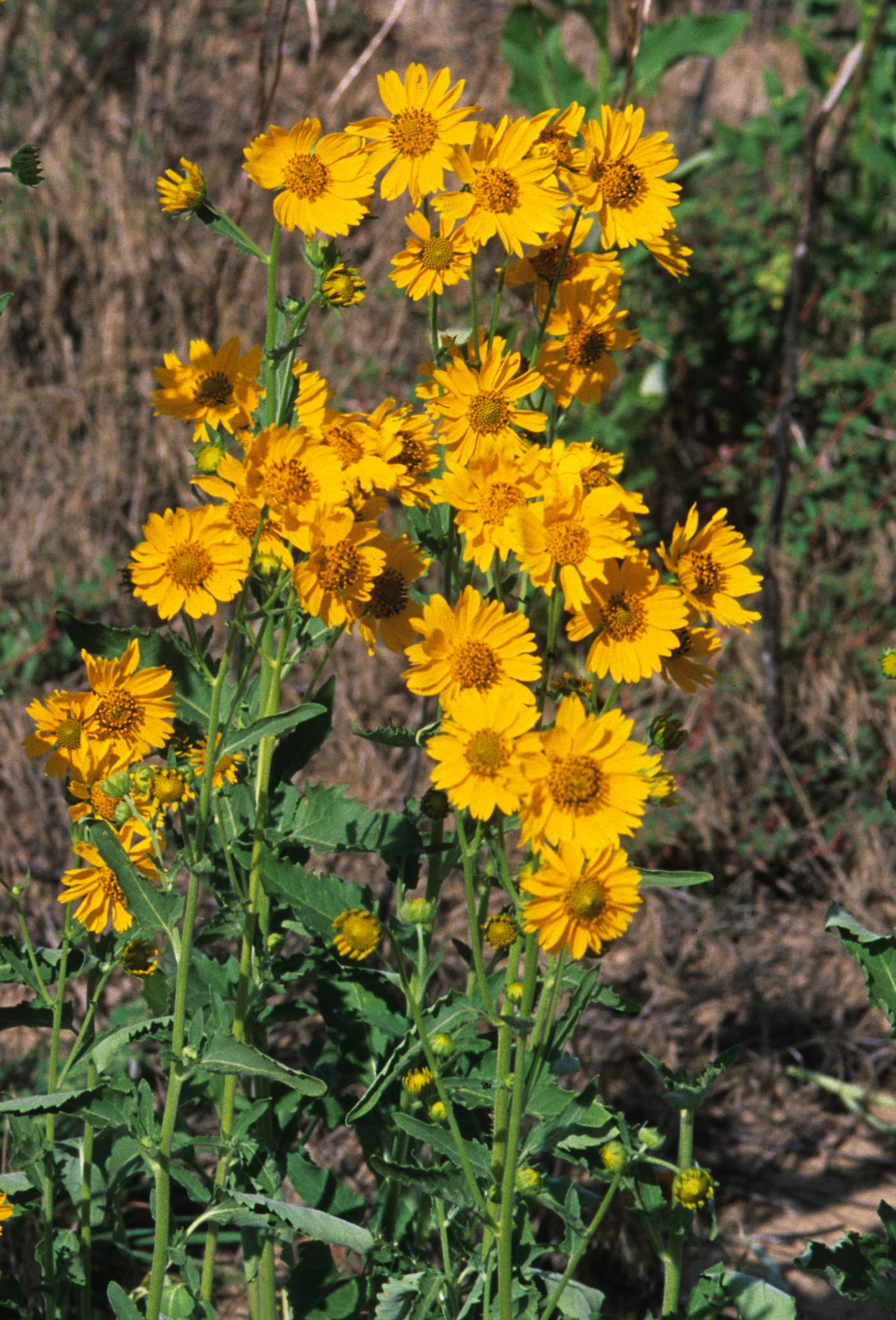 Asteraceae Verbesina encelioides