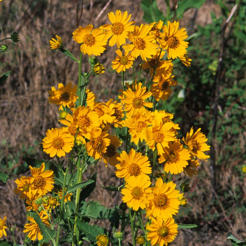 Asteraceae Verbesina encelioides