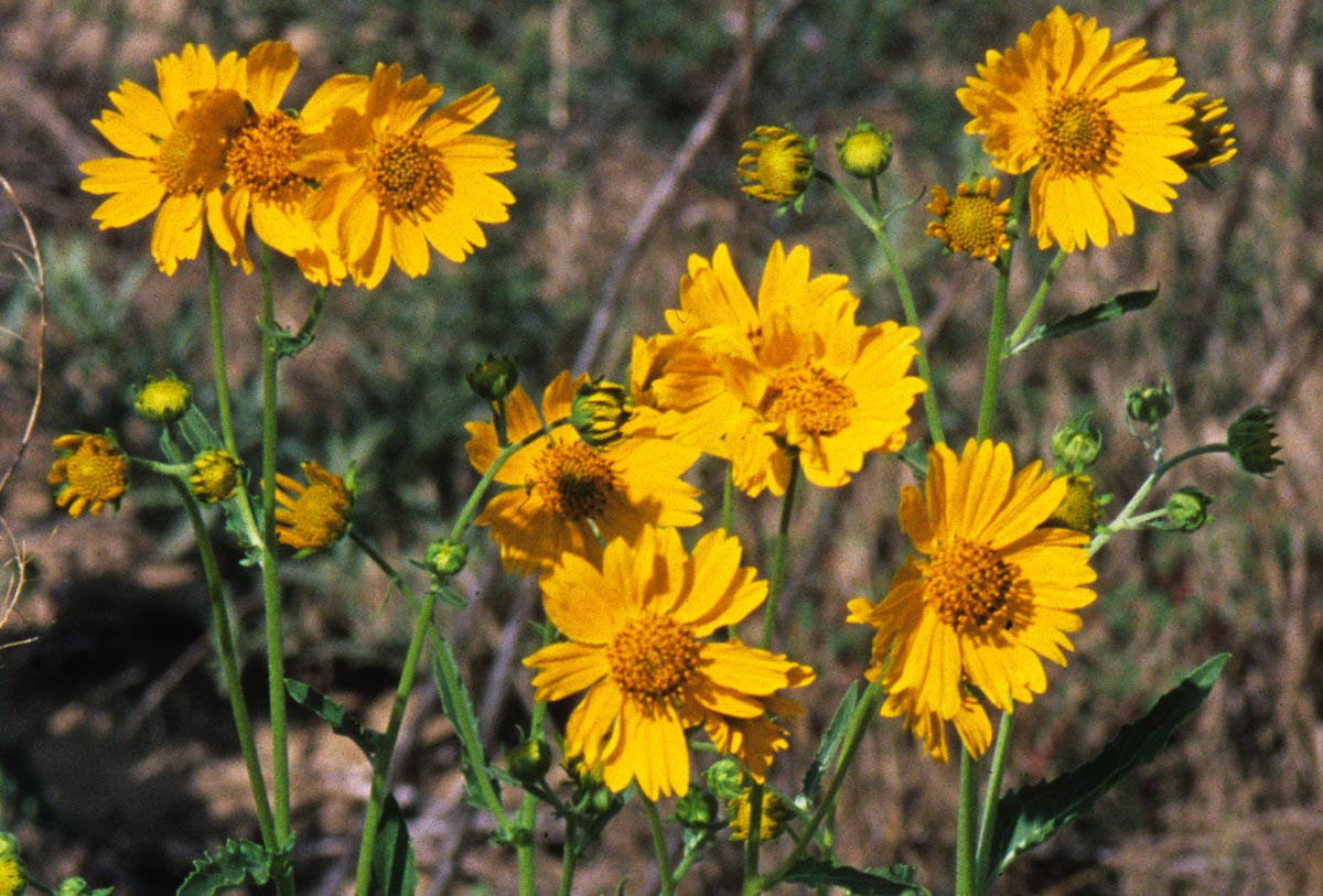 Asteraceae Verbesina encelioides