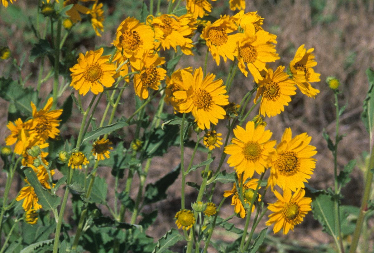 Asteraceae Verbesina encelioides