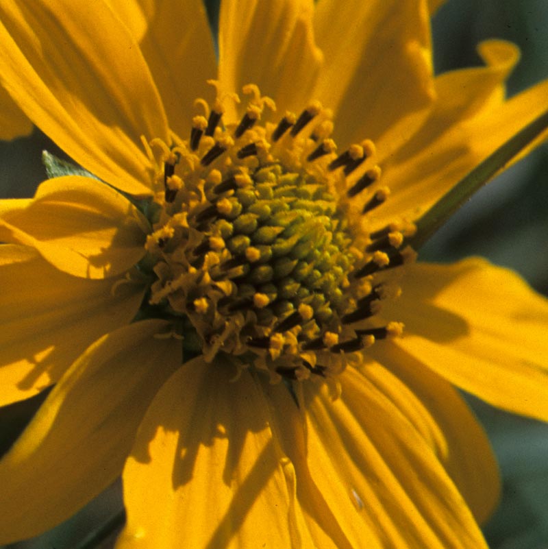 Asteraceae Verbesina encelioides