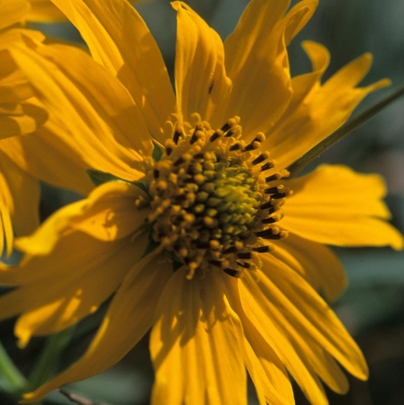 Asteraceae Verbesina encelioides