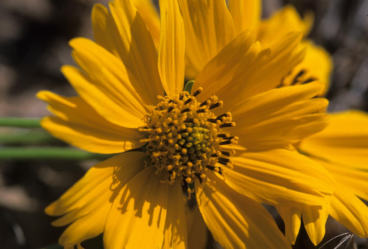 Asteraceae Verbesina encelioides