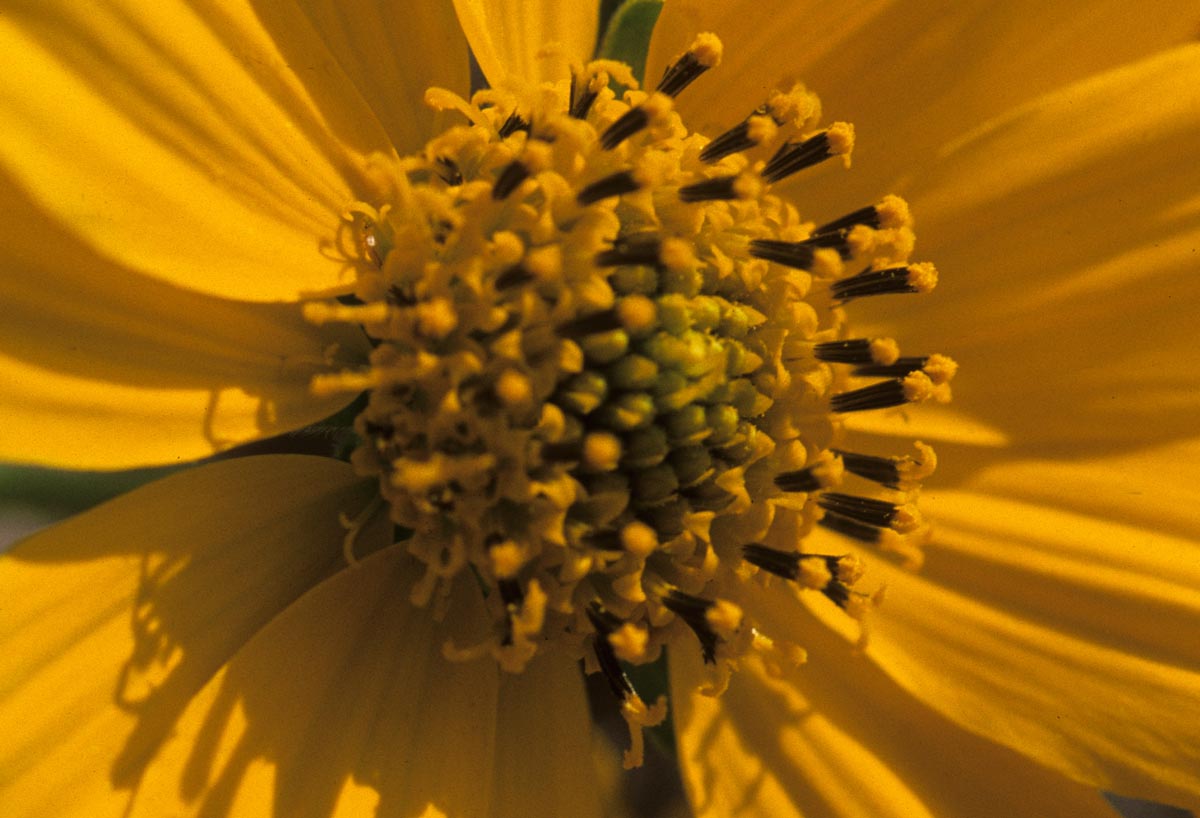 Asteraceae Verbesina encelioides