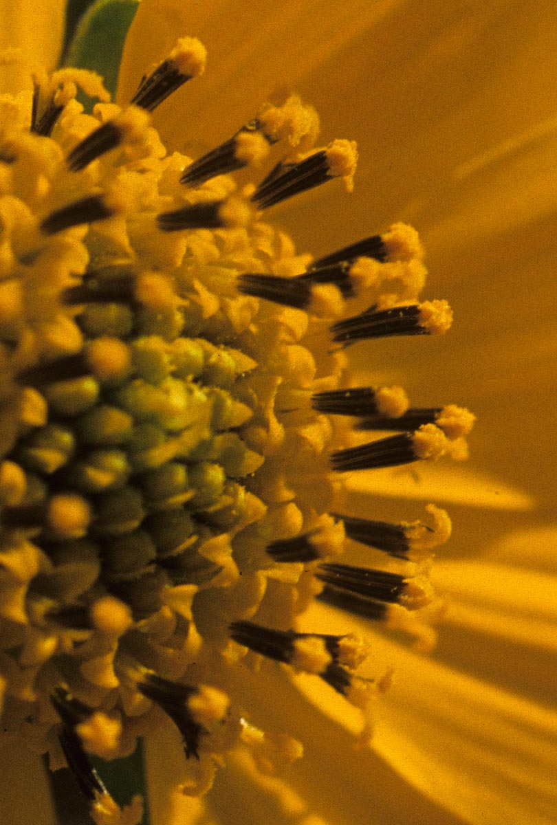 Asteraceae Verbesina encelioides