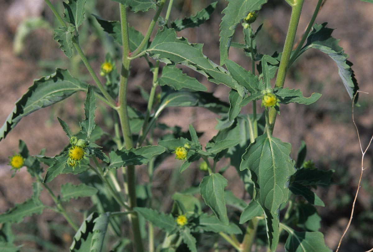 Asteraceae Verbesina encelioides