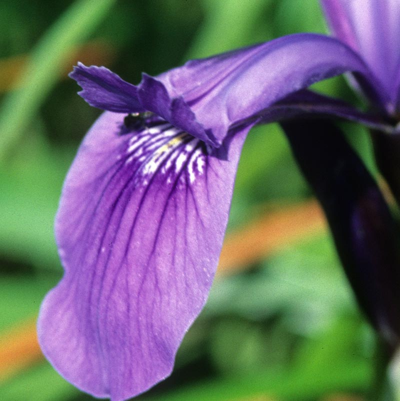 Iridaceae Iris reticulata