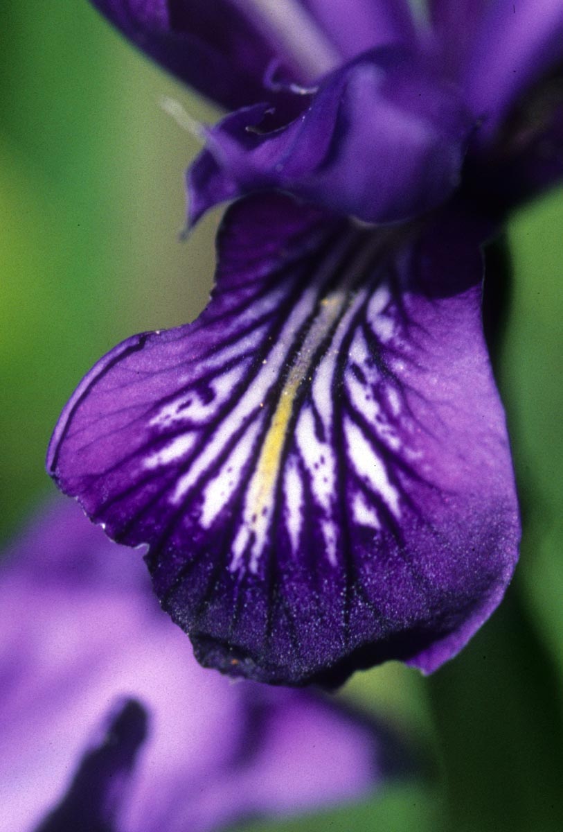 Iridaceae Iris reticulata