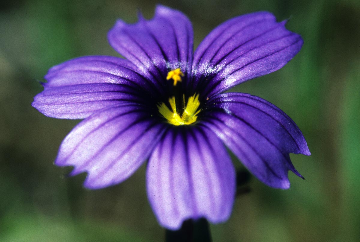 Iridaceae Sisyrinchium bellum