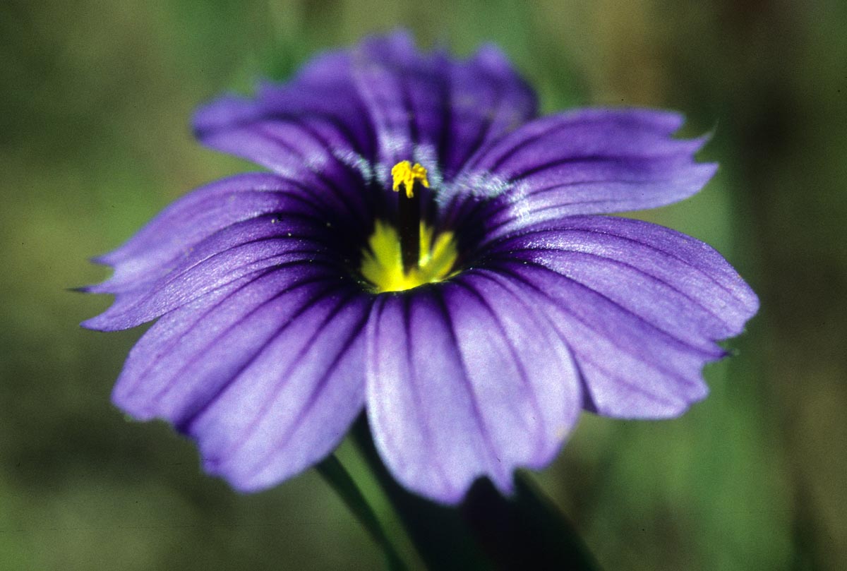 Iridaceae Sisyrinchium bellum