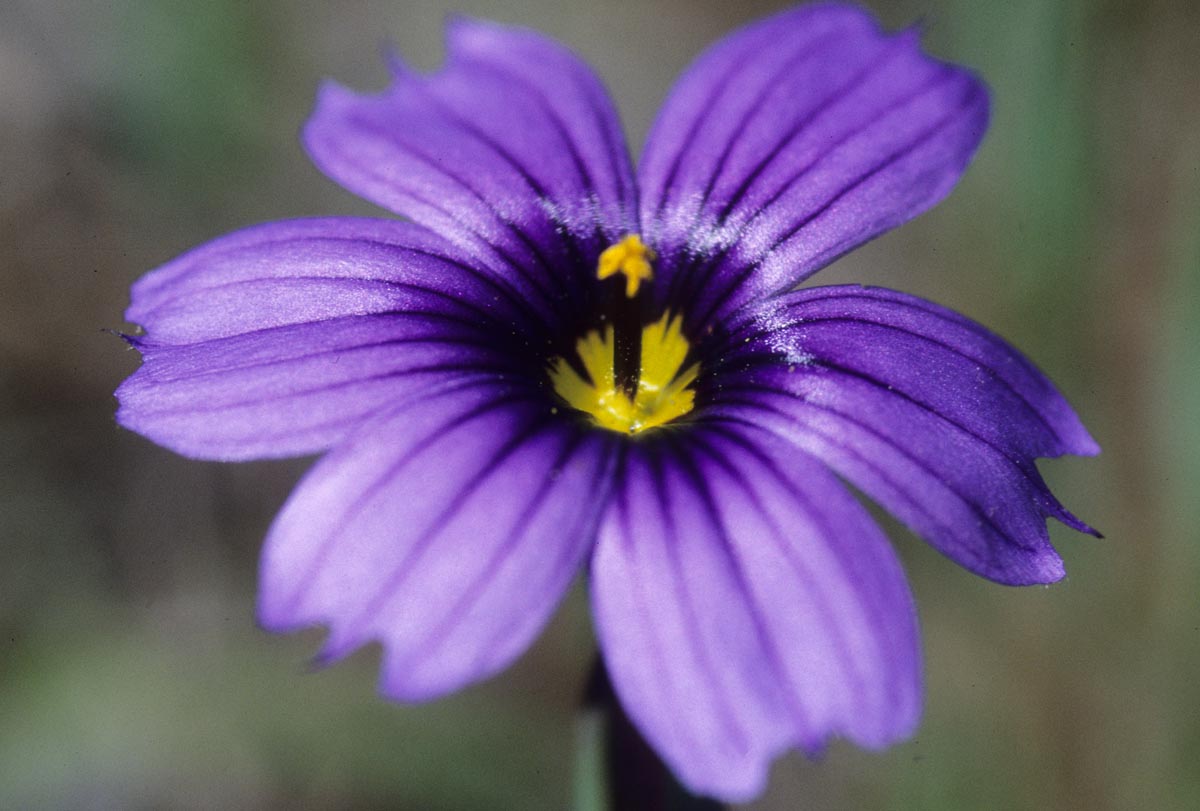 Iridaceae Sisyrinchium bellum