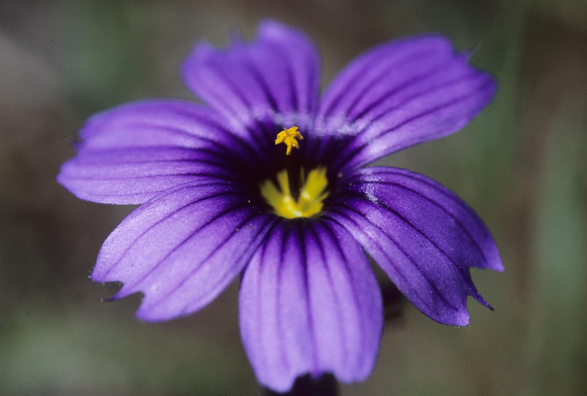 Iridaceae Sisyrinchium bellum